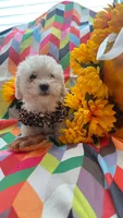 Little poodle, a male Maltipoo for sale in Palmdale, CA – Photo 1 of 2