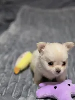 Coconut, a male Chihuahua for sale in Macon, GA – 2 of 3