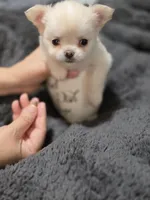 Coconut, a male Chihuahua for sale in Macon, GA – 3 of 3