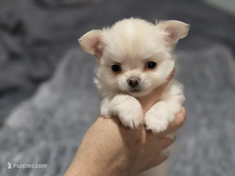 Coconut – Chihuahua puppy for sale in Macon, GA