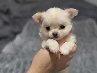 Coconut, a male Chihuahua for sale in Macon, GA – 1 of 3