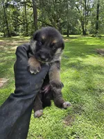 German Shepherd , a female German Shepherd Dog for sale in Thomasville, GA – 6 of 6