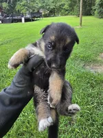 German Shepherd , a female German Shepherd Dog for sale in Thomasville, GA – 4 of 6