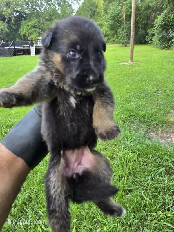 German Shepherd  – German Shepherd Dog puppy for sale in Thomasville, GA