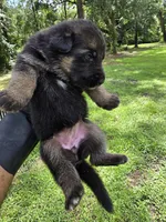 German Shepherd , a female German Shepherd Dog for sale in Thomasville, GA – 5 of 6