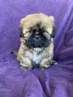 Brownie, a male Shih Tzu for sale in Pinon Hills, CA – 5 of 6
