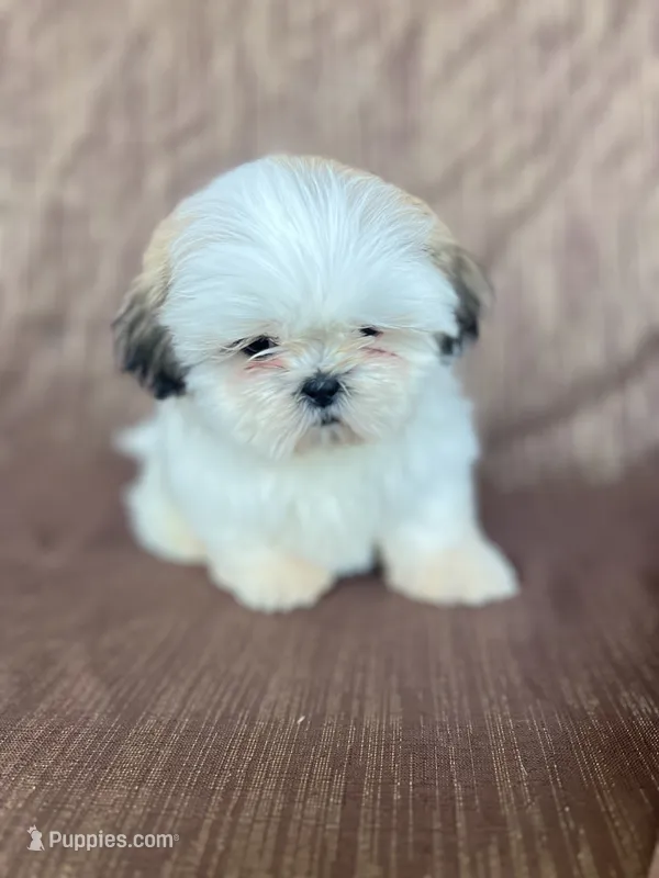 Bear – Shih Tzu puppy for sale in Pinon Hills, CA