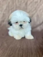 Bear, a male Shih Tzu for sale in Pinon Hills, CA – 1 of 2