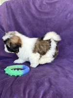 Charlie, a male Shih Tzu for sale in Pinon Hills, CA – 5 of 6