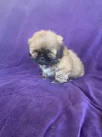 Brownie, a male Shih Tzu for sale in Pinon Hills, CA – 1 of 6