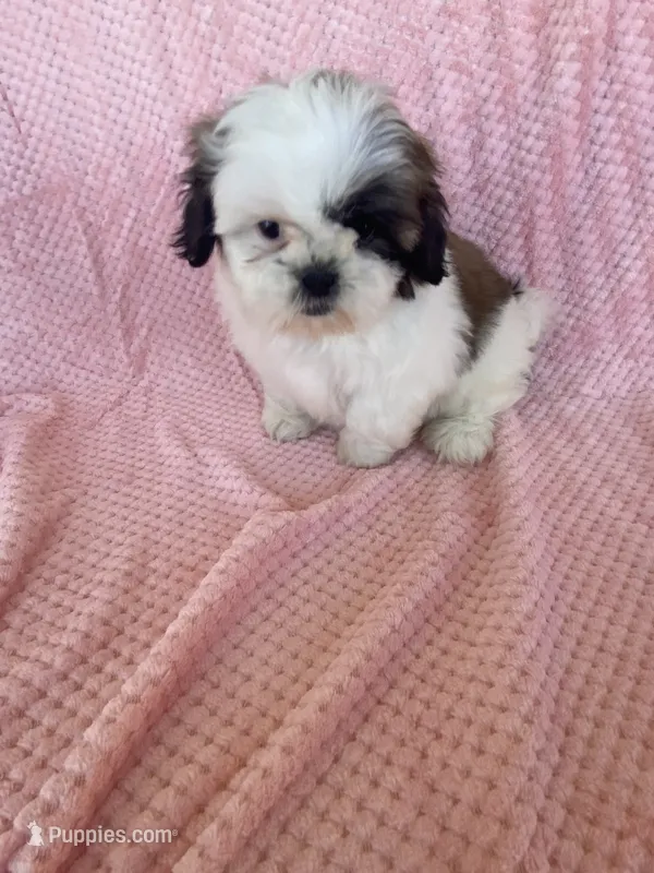 Katti – Shih Tzu puppy for sale in Pinon Hills, CA