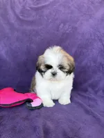 Maya, a female Shih Tzu for sale in Pinon Hills, CA – 5 of 8