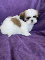 Lily, a female Shih Tzu for sale in Pinon Hills, CA – 5 of 5