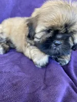 Brownie, a male Shih Tzu for sale in Pinon Hills, CA – 2 of 6