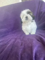 Katti, a female Shih Tzu for sale in Pinon Hills, CA – 2 of 10