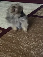 Tiny, a female Pomeranian for sale in Pinon Hills, CA – Photo 2 of 10