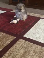 Tiny, a female Pomeranian for sale in Pinon Hills, CA – Photo 8 of 10