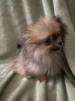 Tiny, a female Pomeranian for sale in Pinon Hills, CA – Photo 10 of 10