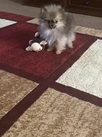 Tiny, a female Pomeranian for sale in Pinon Hills, CA – Photo 9 of 10