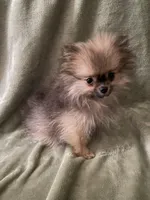 Tiny, a female Pomeranian for sale in Pinon Hills, CA – Photo 6 of 10
