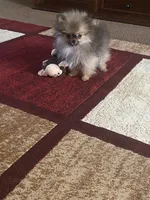 Tiny, a female Pomeranian for sale in Pinon Hills, CA – Photo 7 of 10