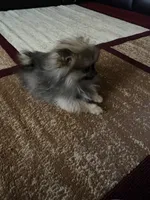 Tiny, a female Pomeranian for sale in Pinon Hills, CA – Photo 4 of 10