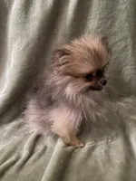 Tiny, a female Pomeranian for sale in Pinon Hills, CA – Photo 3 of 10