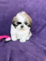 Maya, a female Shih Tzu for sale in Pinon Hills, CA – 1 of 8