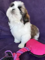 Maya, a female Shih Tzu for sale in Pinon Hills, CA – 4 of 8