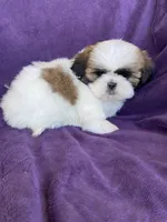 Lily, a female Shih Tzu for sale in Pinon Hills, CA – 3 of 5