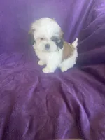 Katti, a female Shih Tzu for sale in Pinon Hills, CA – 3 of 10