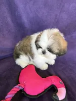 Maya, a female Shih Tzu for sale in Pinon Hills, CA – 8 of 8