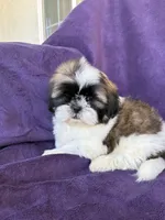 Charlie, a male Shih Tzu for sale in Pinon Hills, CA – 2 of 6