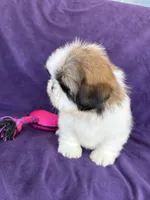 Maya, a female Shih Tzu for sale in Pinon Hills, CA – 2 of 8