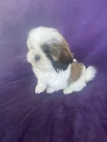 Katti, a female Shih Tzu for sale in Pinon Hills, CA – 5 of 10