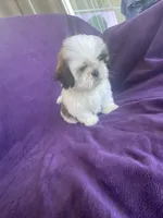 Katti, a female Shih Tzu for sale in Pinon Hills, CA – 8 of 10