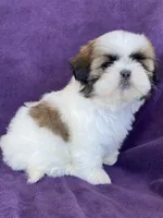 Lily, a female Shih Tzu for sale in Pinon Hills, CA – 2 of 5