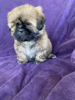 Brownie, a male Shih Tzu for sale in Pinon Hills, CA – 3 of 6