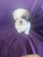 Katti, a female Shih Tzu for sale in Pinon Hills, CA – 9 of 10