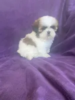 Lily, a female Shih Tzu for sale in Pinon Hills, CA – 1 of 5