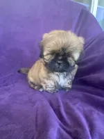 Brownie, a male Shih Tzu for sale in Pinon Hills, CA – 4 of 6