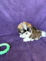 Max, a male Shih Tzu for sale in Pinon Hills, CA – 2 of 3