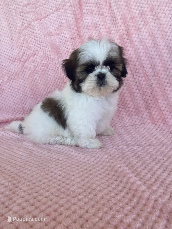 Lily – Shih Tzu puppy for sale in Pinon Hills, CA