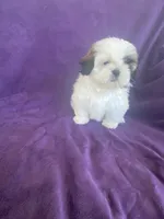 Katti, a female Shih Tzu for sale in Pinon Hills, CA – 7 of 10