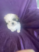 Katti, a female Shih Tzu for sale in Pinon Hills, CA – 4 of 10