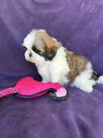 Maya, a female Shih Tzu for sale in Pinon Hills, CA – 6 of 8