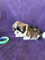 Max, a male Shih Tzu for sale in Pinon Hills, CA – 3 of 3