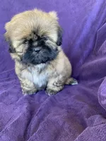 Brownie, a male Shih Tzu for sale in Pinon Hills, CA – 6 of 6