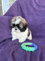 Charlie, a male Shih Tzu for sale in Pinon Hills, CA – 4 of 6