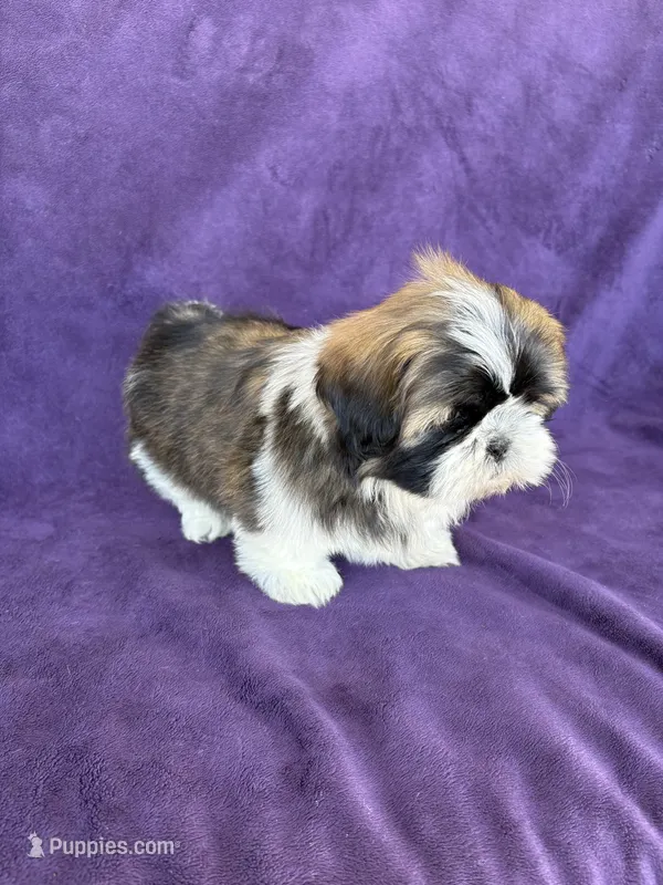 Max – Shih Tzu puppy for sale in Pinon Hills, CA